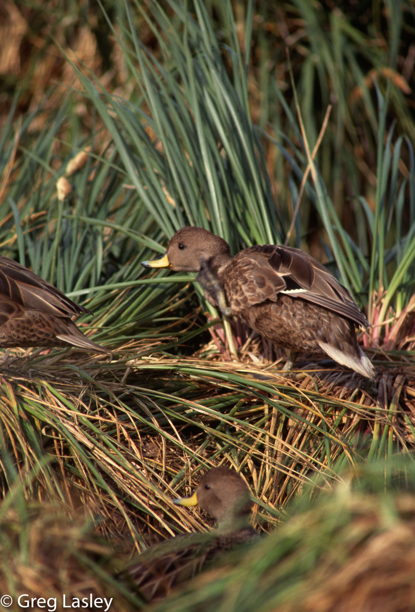 Image of Yellow-billed Pintail