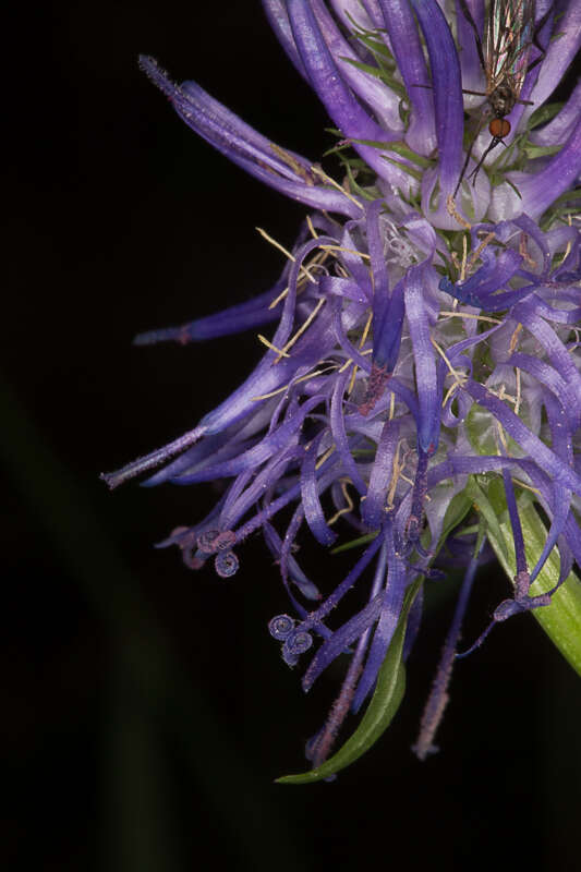 Image of Betony-leaved Rampion