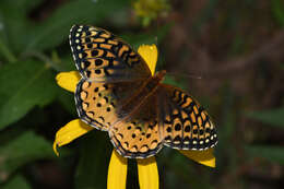 Plancia ëd Speyeria cybele carpenterii Edwards 1876