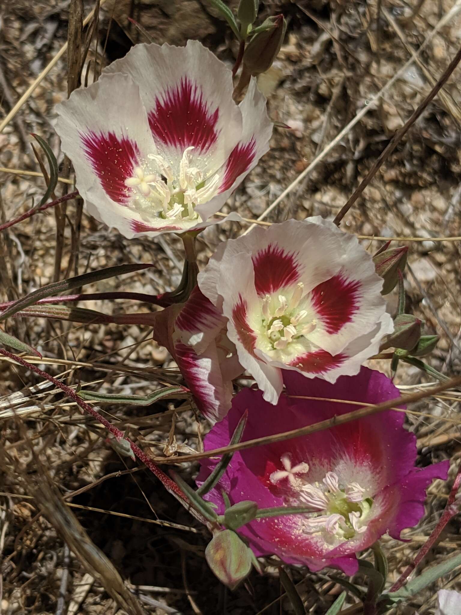 Image of redspot clarkia