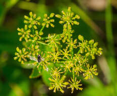 Sivun Zizia aptera (A. Gray) Fern. kuva