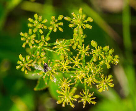 Image of Heart-leaved meadow parsnip