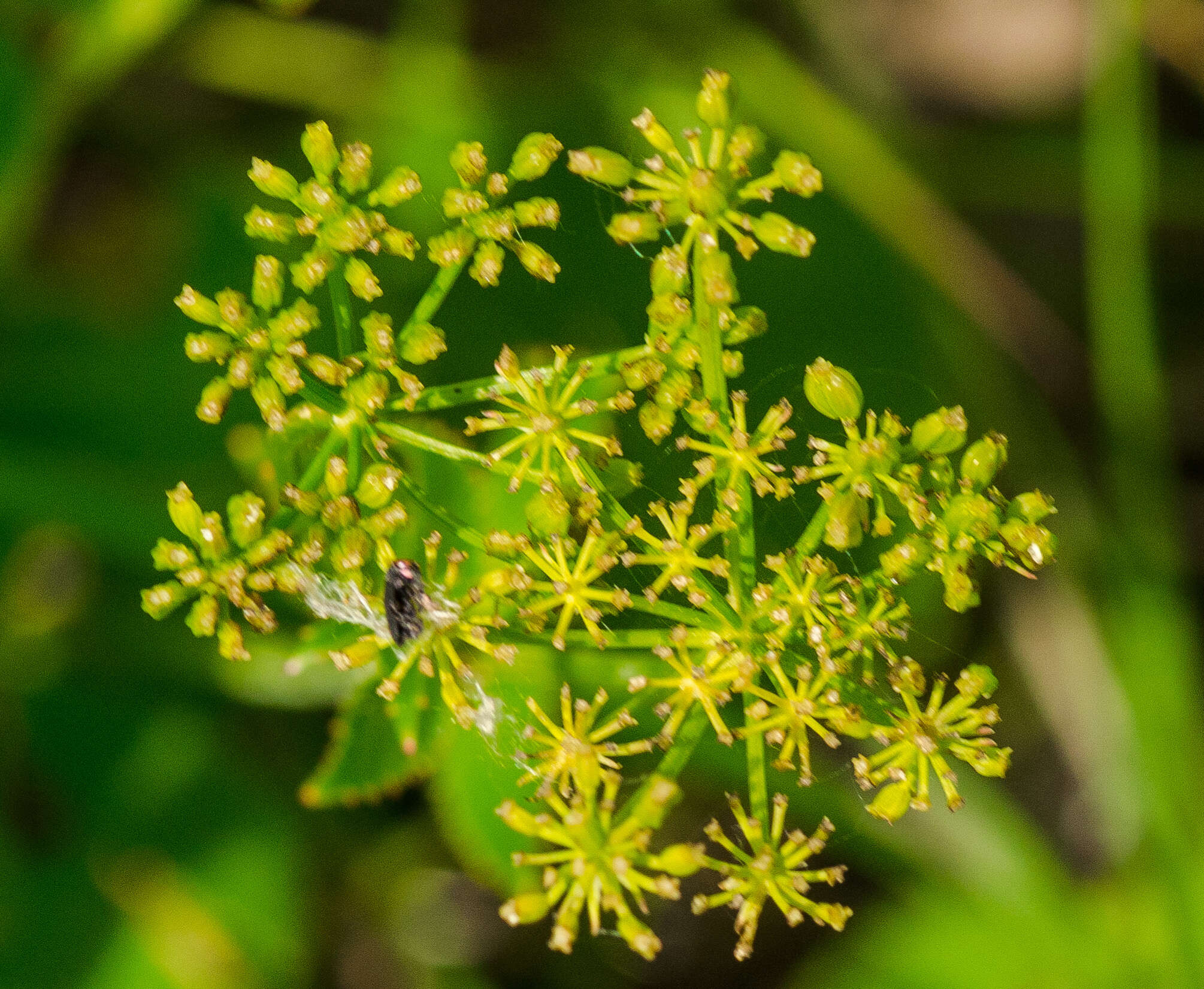 Image of Heart-leaved meadow parsnip