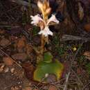 Image de Satyrium jacottetiae Kraenzl.