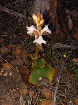 Image of Satyrium jacottetiae Kraenzl.