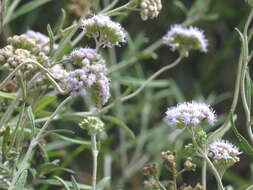 Image of Lourteigia stoechadifolia (L. fil.) R. King & H. Rob.