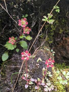 Sivun Micranthes gageana (W. W. Sm.) Gornall & H. Ohba kuva