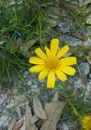 Image of coastal plain honeycombhead