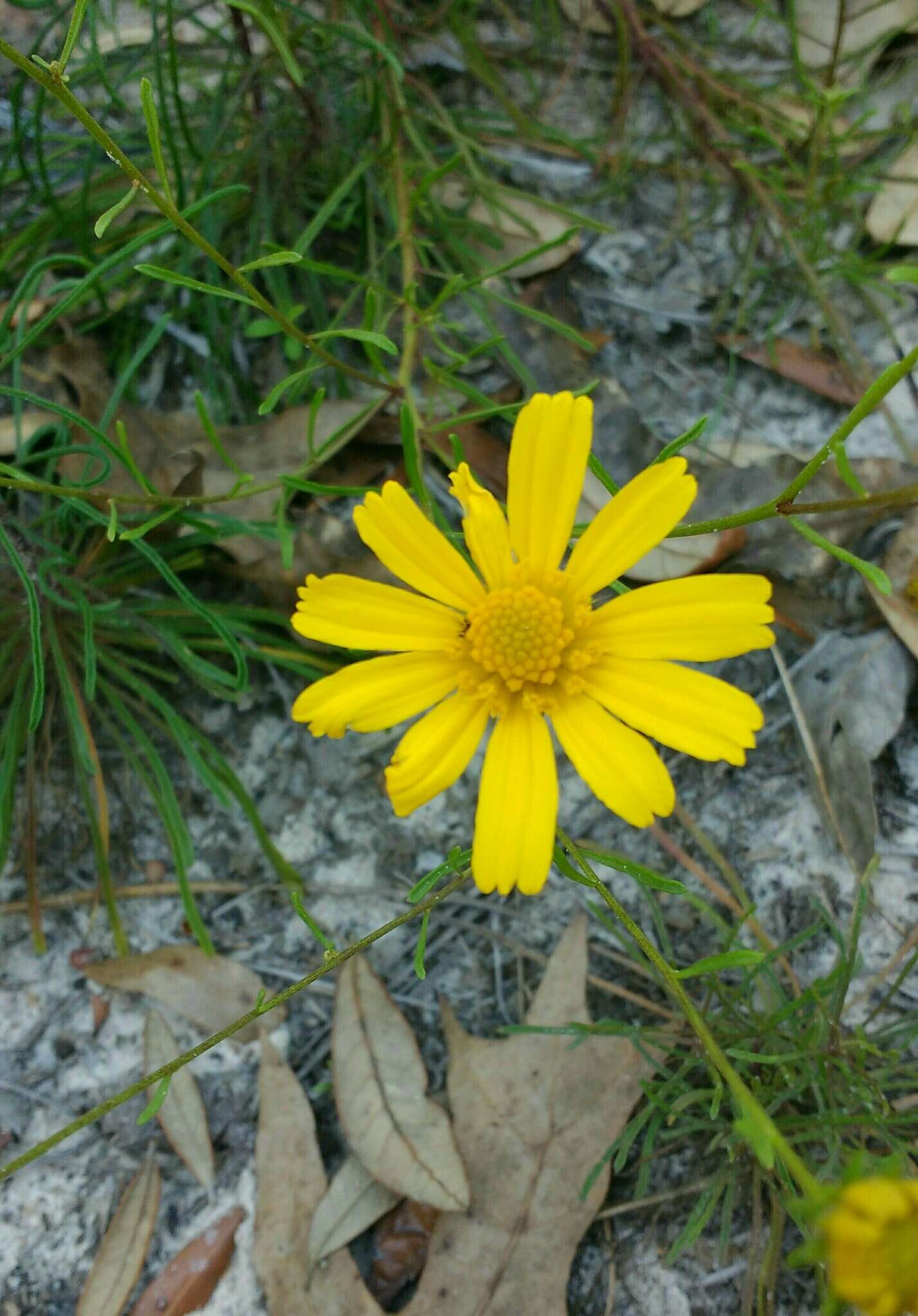 Image of coastal plain honeycombhead