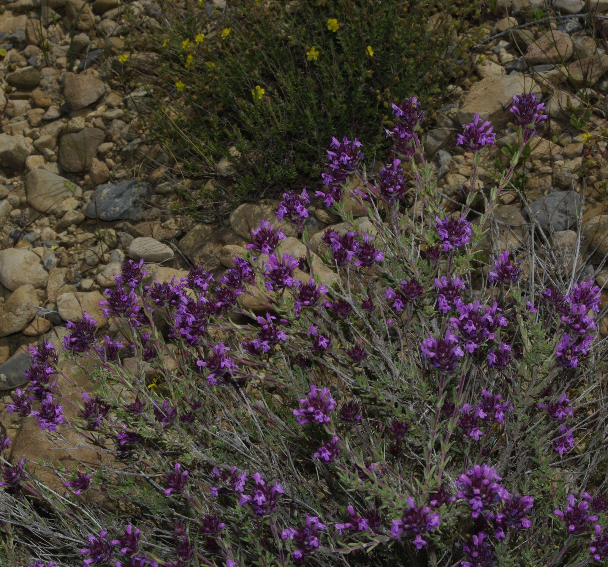 Image of Thymus munbyanus subsp. coloratus (Boiss. & Reut.) Greuter & Burdet