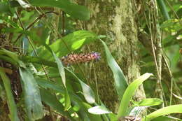 Image of Aechmea cylindrata Lindm.