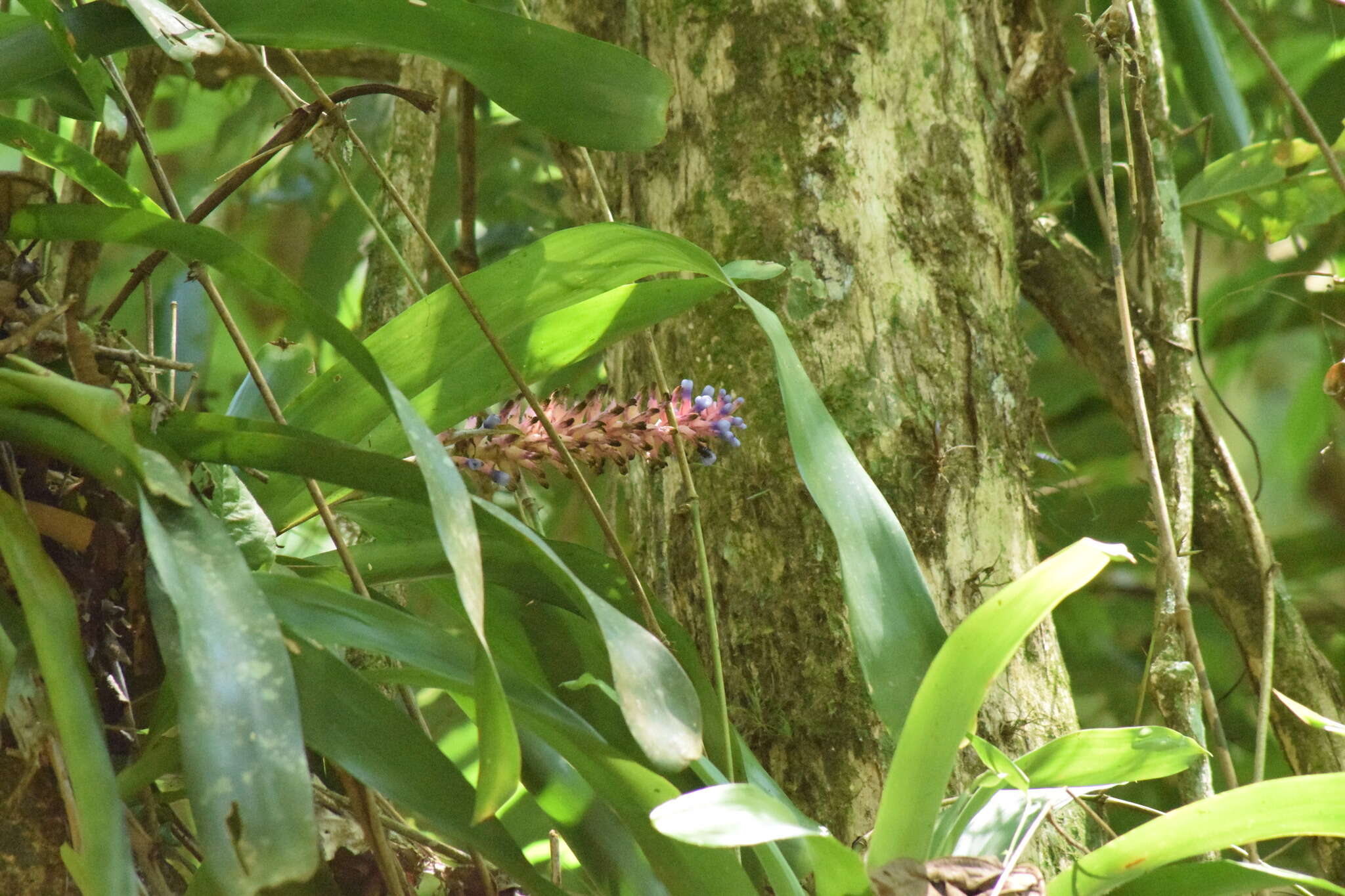 Image of Aechmea cylindrata Lindm.