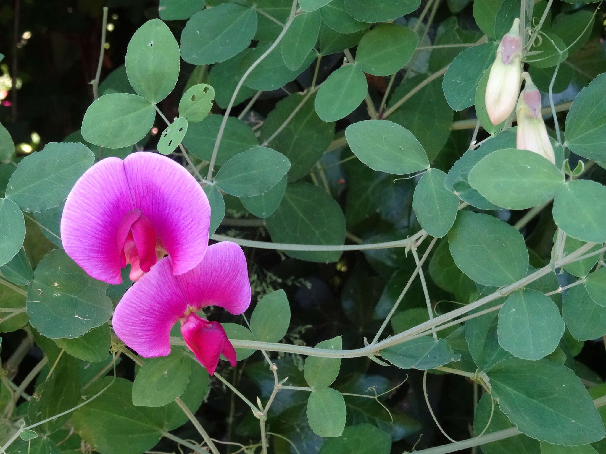 Image of Everlasting-Pea