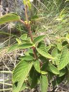 صورة Platostoma madagascariense (Benth.) A. J. Paton & Hedge