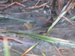 Image of Plumbeous Rail