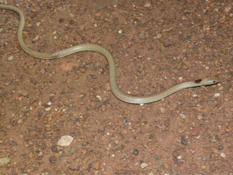 Image of Speckled Brown Snake