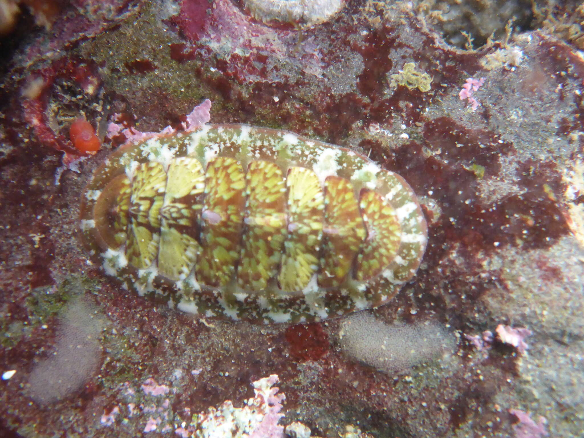 Imagem de Dendrochiton Berry 1911