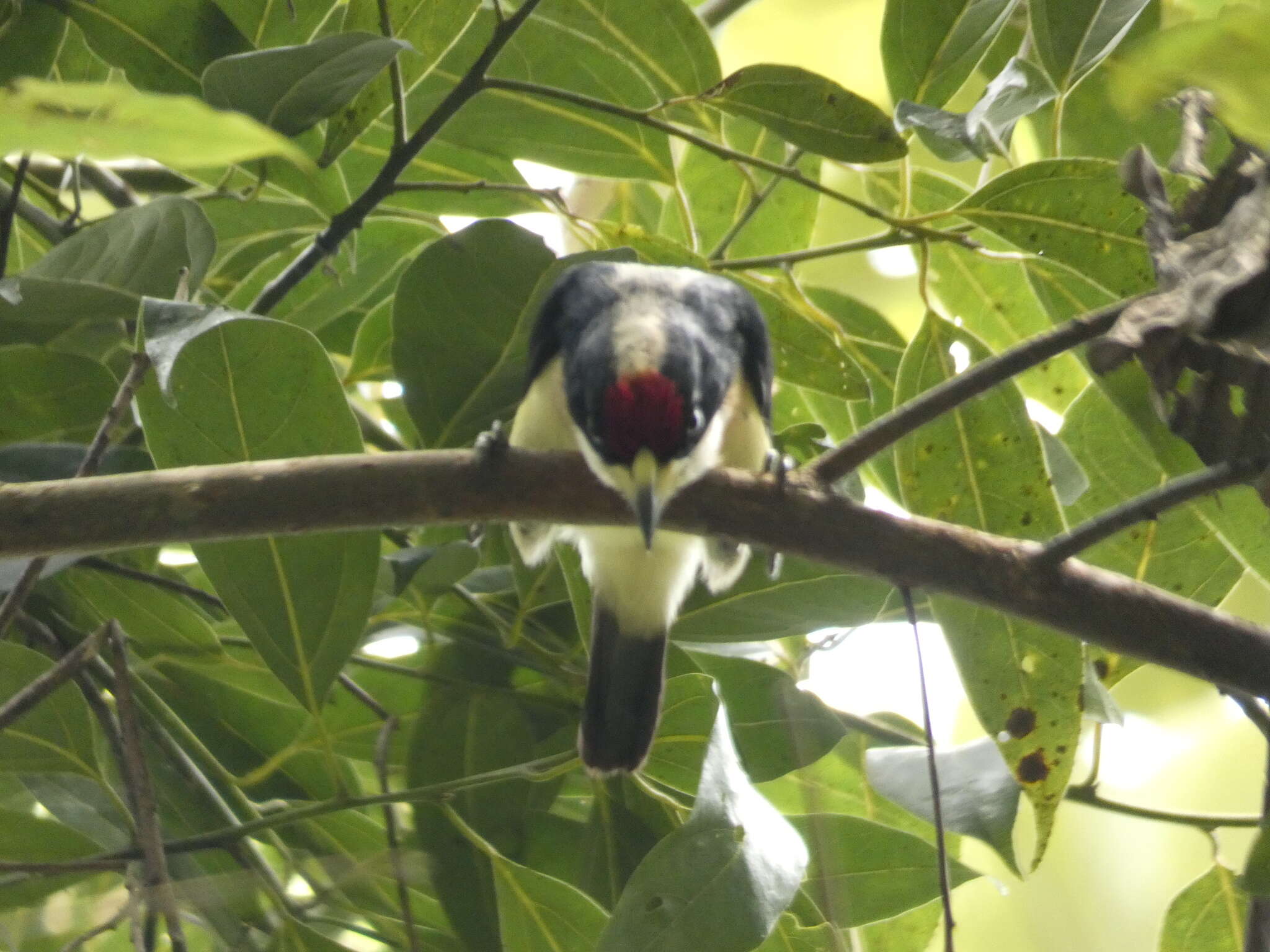 Imagem de Capito hypoleucus Salvin 1897