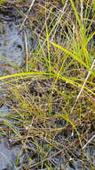 صورة Eleocharis nitida Fernald