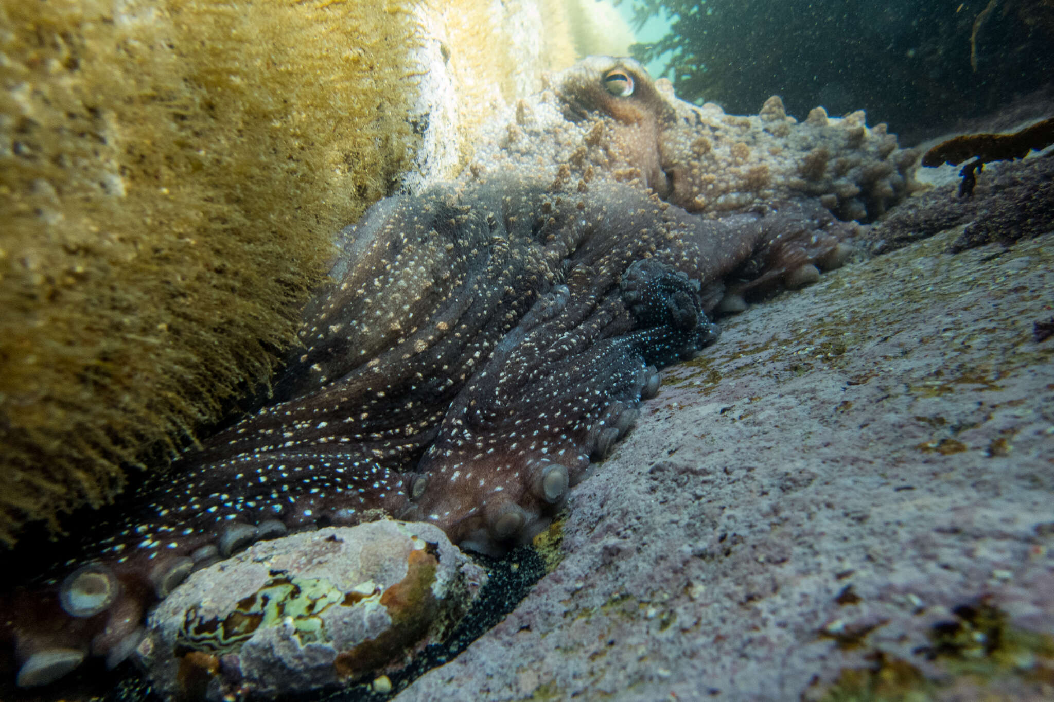 Image of Maori octopus