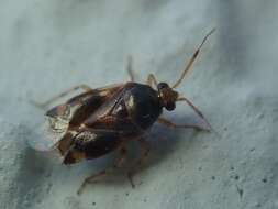 Deraeocoris lutescens (Schilling 1837)的圖片