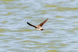 Image of Grey-throated Martin