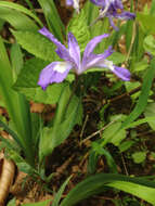 Image of crested iris