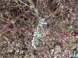 Indigofera lindheimeriana Scheele的圖片