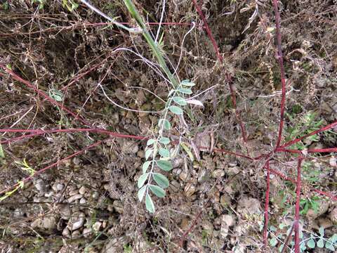 Indigofera lindheimeriana Scheele的圖片