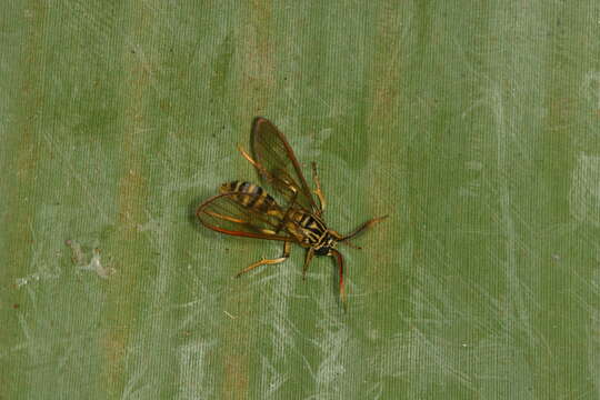 Image of Sphecosoma cognata Walker 1856