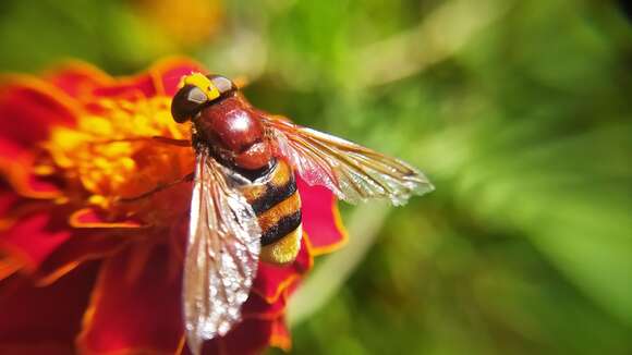 Image of Volucella bella Barkalov 2003