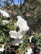 Image de Cordia decandra Hook. & Arn.