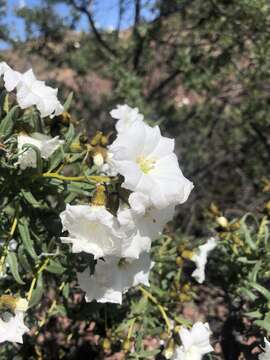 Image de Cordia decandra Hook. & Arn.