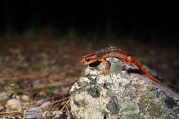 Image of Lyciasalamandra fazilae (Basoglu & Atatür 1975)