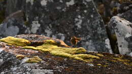 Image of New Zealand Wrens