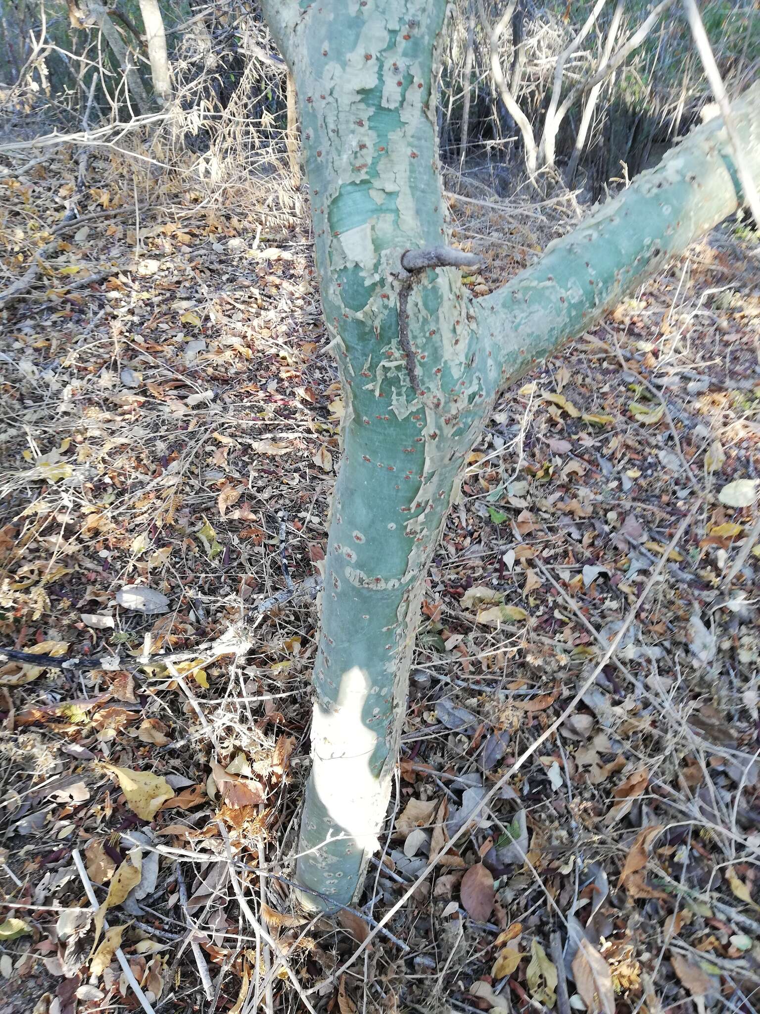 Image of Bursera silviae Rzed. & Calderón