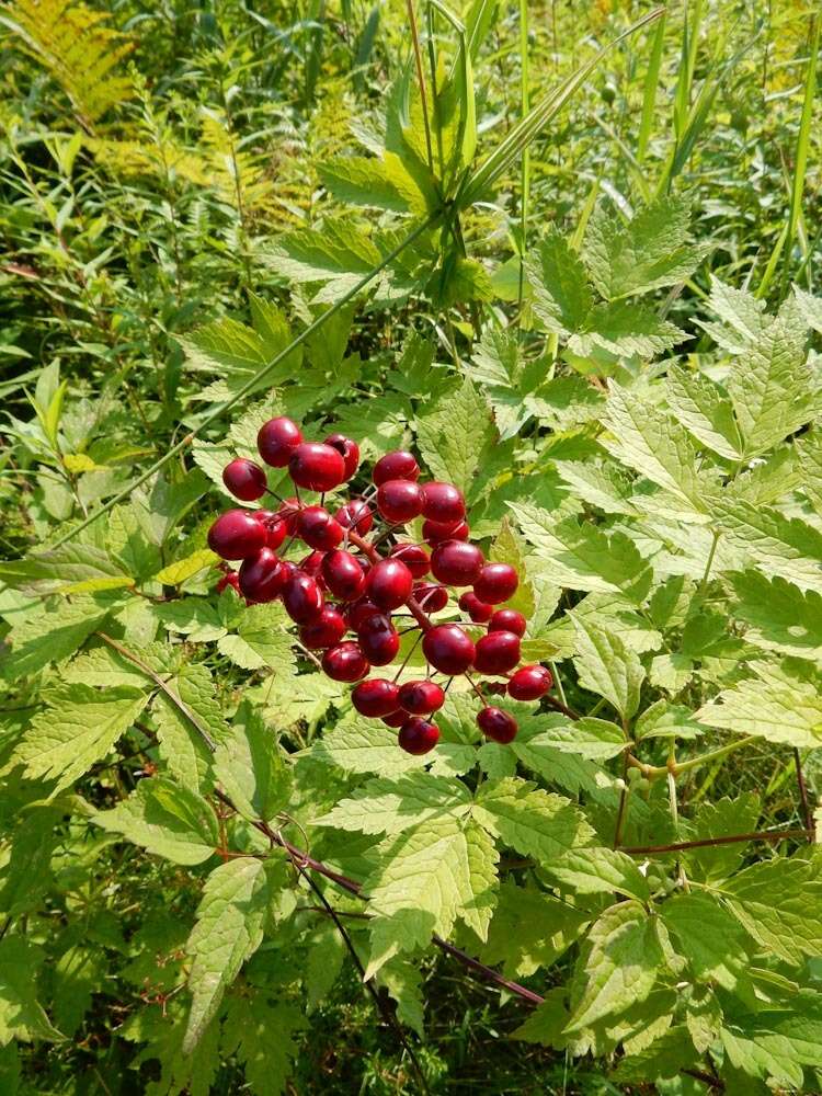 Imagem de Actaea rubra (Ait.) Willd.