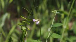 Image of Louisiana vetch