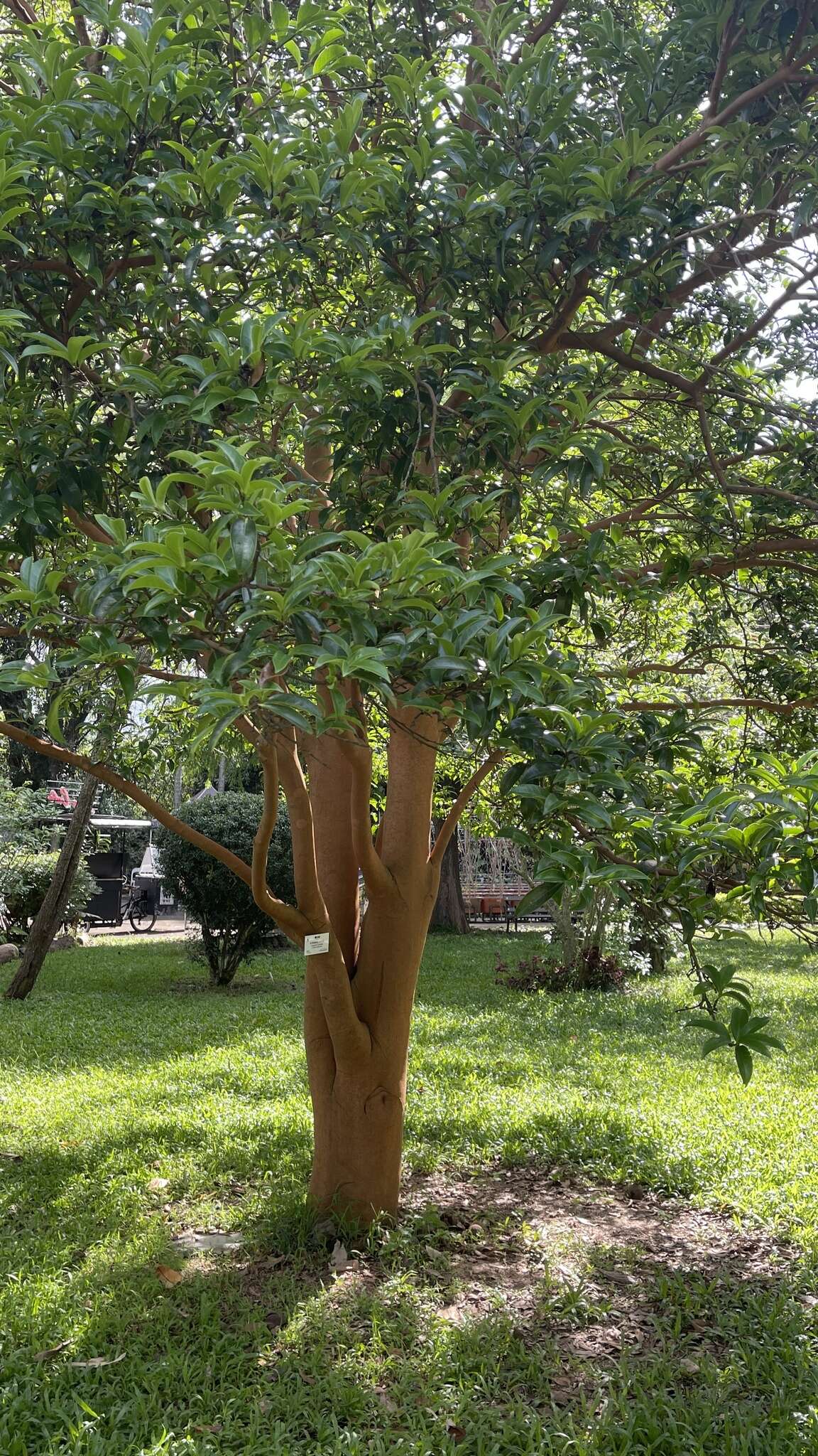 Image of Crapnell's Camellia