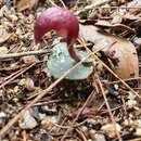 Image of Corybas cerasinus D. L. Jones & B. Gray