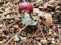 Image de Corybas cerasinus D. L. Jones & B. Gray