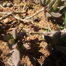 Delosperma hollandii L. Bol. resmi