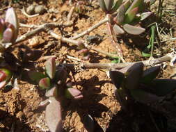 Image of Delosperma hollandii L. Bol.