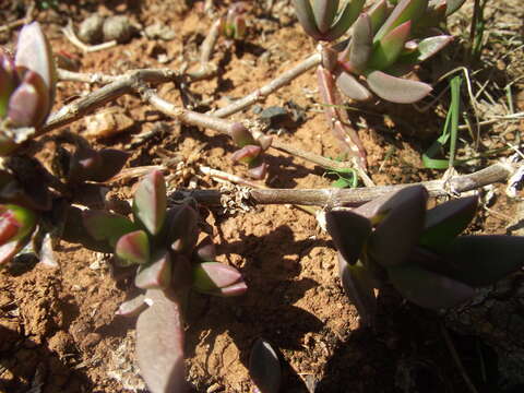 صورة Delosperma hollandii L. Bol.