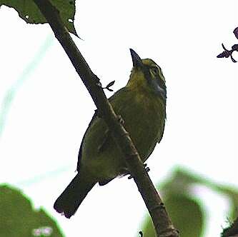 Vireolanius leucotis (Swainson 1838)的圖片