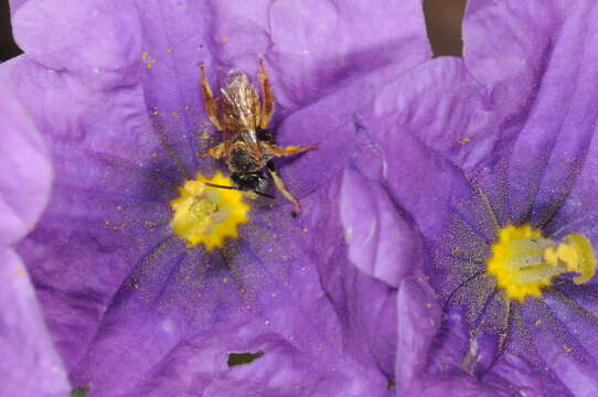 Image de Chalepogenus parvus Roig-Alsina 1997