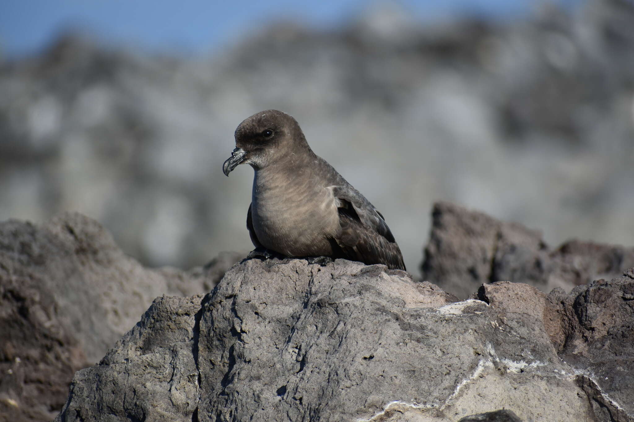 Image of Murphy's Petrel