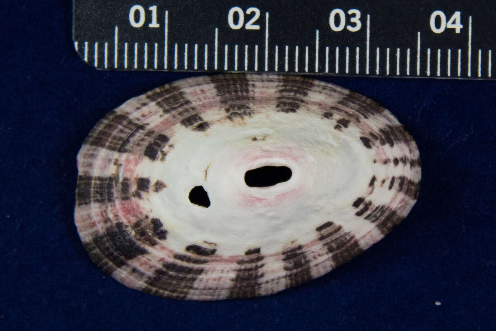 Image of volcano keyhole limpet