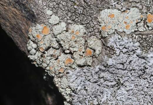 Image of Orange rock-posy