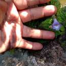 Image of Eucodonia verticillata (Martens & Galeotti) Wiehler